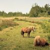 Deux poneys dans le marais sur Luis Boullosa