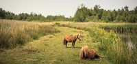 Twee pony's in het moeras