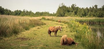 Twee pony's in het moeras van Luis Boullosa