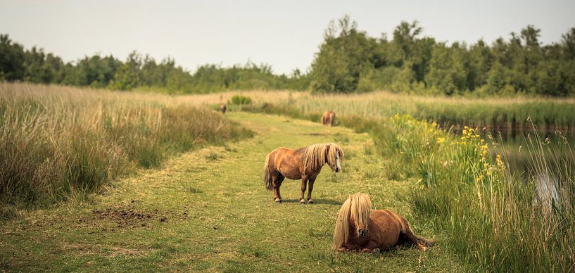Two ponies in the marsh by Luis Boullosa