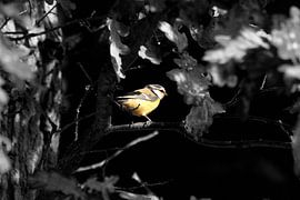 Große Kohlmeise schwarz-weiß Farbe von Remco Alberts