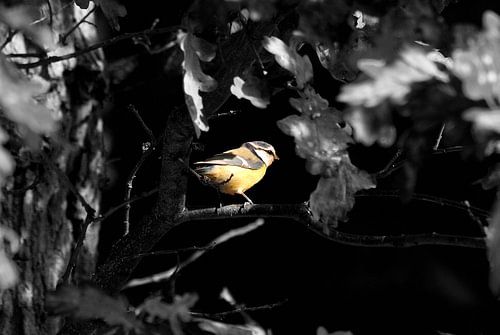 Große Kohlmeise schwarz-weiß Farbe