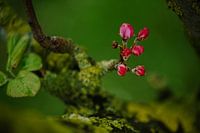 Appelboom in knop