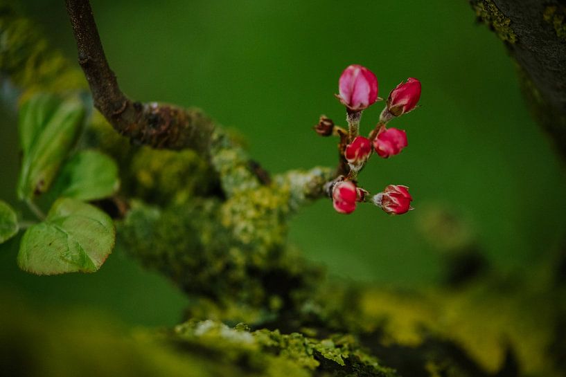 Apfelbaum in Knospe von Nickie Fotografie
