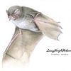 Die Tänzerin der Lüfte – Langflügelfledermaus (Miniopterus schreibersii) von WeltReisender Magazin