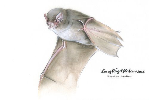 La danseuse des airs - la chauve-souris à longues ailes (Miniopterus schreibersii)