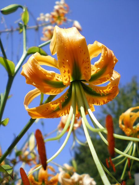 flora by joost vandepapeliere