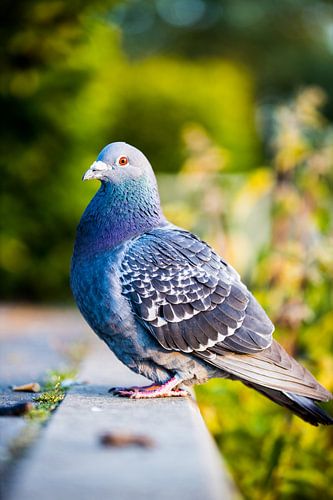 City dove in the sunrise