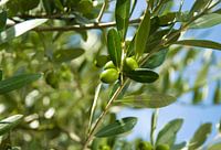 olive 2