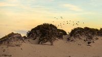 Dunes and Birds