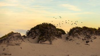 Duinen en vogels