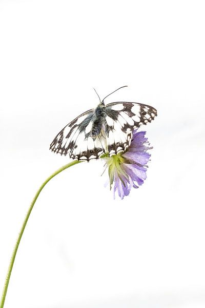 Checkerboard butterfly in high key by Petra van der Zande