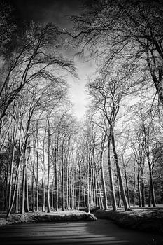 Mystische Bäume als Silhouetten in Infrarot-Waldlandschaft