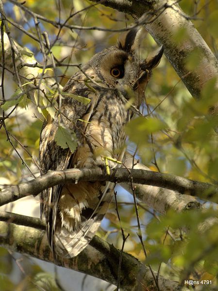 ik zie je wel!. by Hans van Kaam