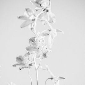 Fleur de Campanule en noir et blanc sur Lotte Bosma