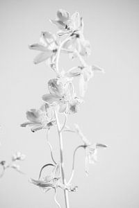 Fleur de Campanule en noir et blanc sur Lotte Bosma