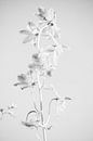 Campanula-Blüte in Schwarz und Weiß von Lotte Bosma Miniaturansicht
