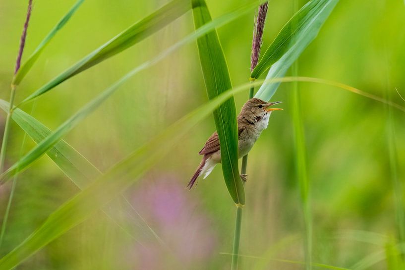 Bush warbler by Merijn Loch