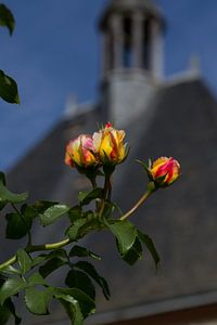 Rose jaune et église