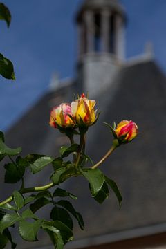 Geelrode roos en kerk van rene marcel originals
