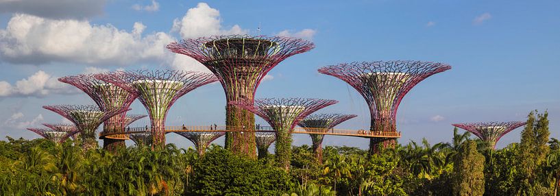 Supertrees, Gardens by the Bay, Singapore by Markus Lange