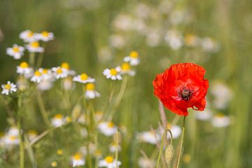 veldbloemen von Jan Heijmans