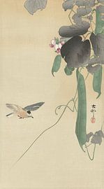 Oiseau à l'usine de haricots en fleur de Ohara Koson
