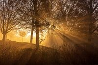 The Spotlight