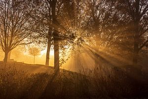 The Spotlight