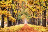 Herfstkleuren op de Veluwe