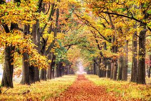 Couleurs d'automne sur la Veluwe sur Dennis van de Water