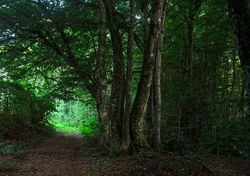 sentinels between shadow and light by Karel Evenhuis