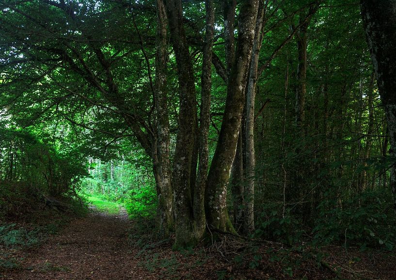 Wächter zwischen Schatten und Licht von Karel Evenhuis