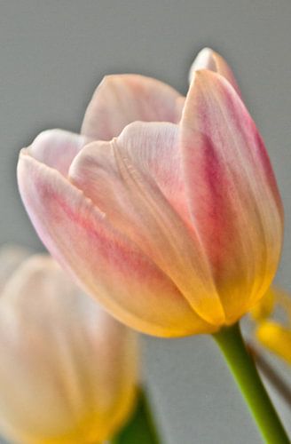 Tulip 3)