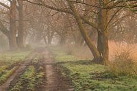 Bospad in de mist bij zonsopkomst