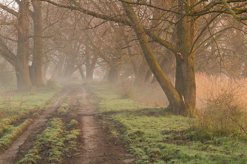 Bospad in de mist bij zonsopkomst by Michel Vedder Photography