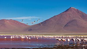 Die Flamingos der Laguna Colorada