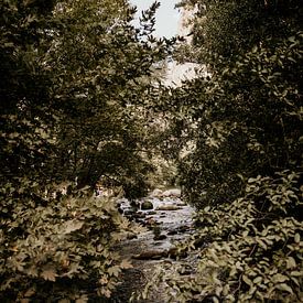 Fluss zwischen Bäumen in bulgarischer Berglandschaft