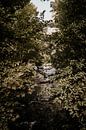 River among trees in Bulgarian mountain landscape by Christa Stories thumbnail