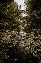 Fluss zwischen Bäumen in bulgarischer Berglandschaft von Christa Stories Miniaturansicht