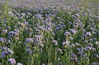 bijenvriend, tufted beauty, tansy phacelia, phacelia van Karina Gebert thumbnail