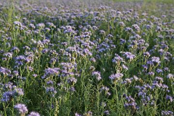 bijenvriend, tufted beauty, tansy phacelia, phacelia van Karina Gebert
