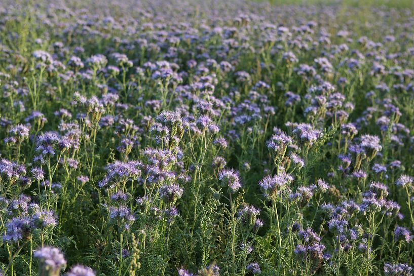 bijenvriend, tufted beauty, tansy phacelia, phacelia van Karina Gebert