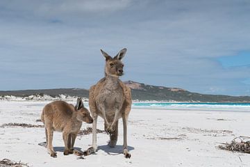 Kangoeroes, Lucky Bay, Cape Le Grand National Park, West-Australië van Alexander Ludwig