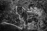 Tiger auf einem Felsen schwarz und weiß