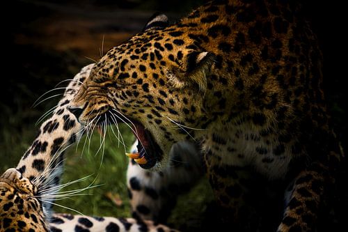 Panter vecht met z’n broertje