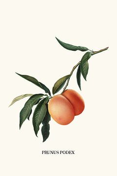 Peachy sur Jonas Loose