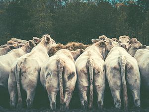 Les femmes de la mouche