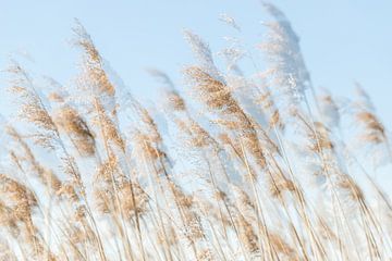 Waving reeds by Paulien Varkevisser