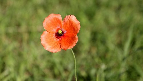 Eenzame klaproos in weiland